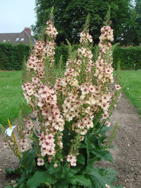Verbascum x 'Southern Charms'